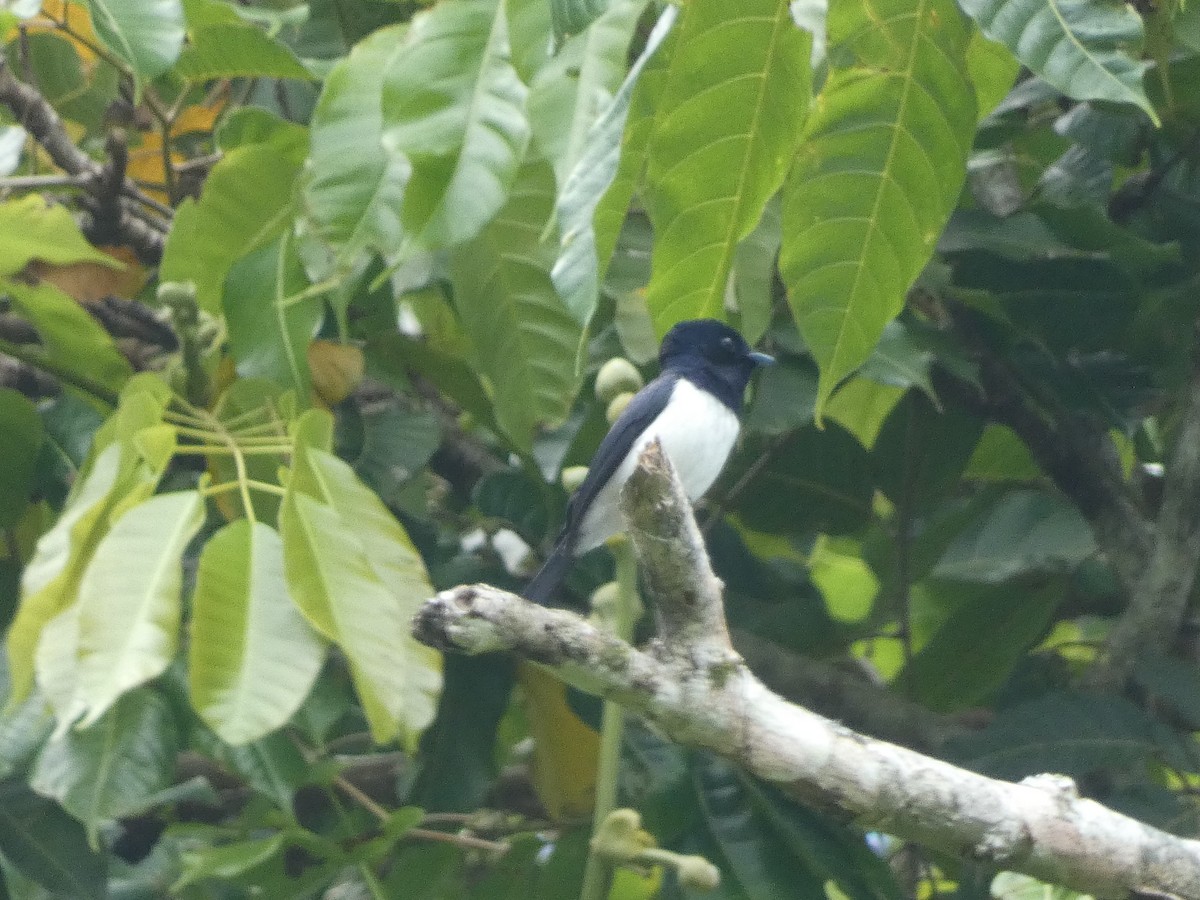 Steel-blue Flycatcher - ML627787109