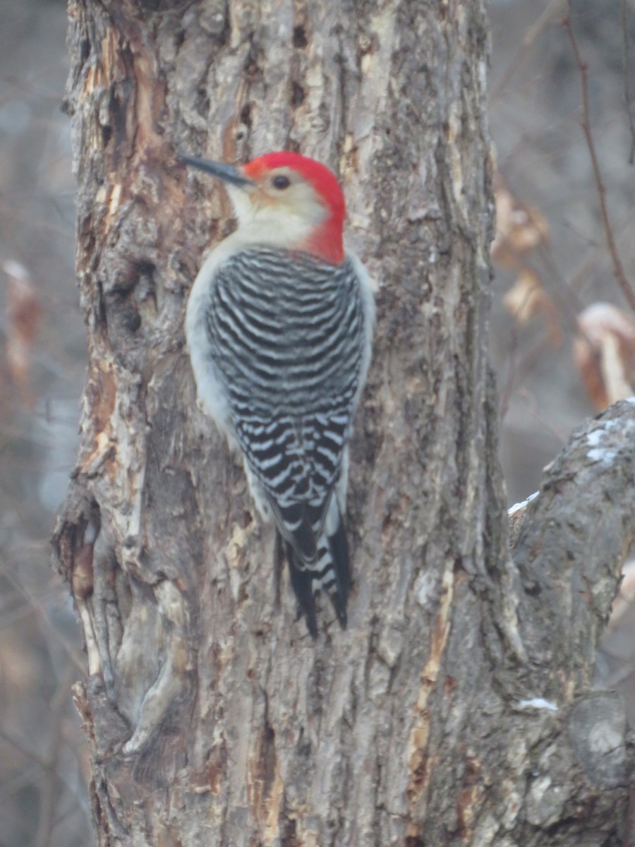 Red-bellied Woodpecker - ML627787213