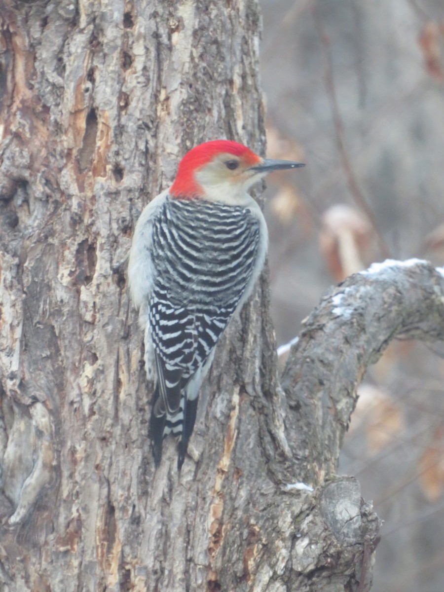 Red-bellied Woodpecker - ML627787214