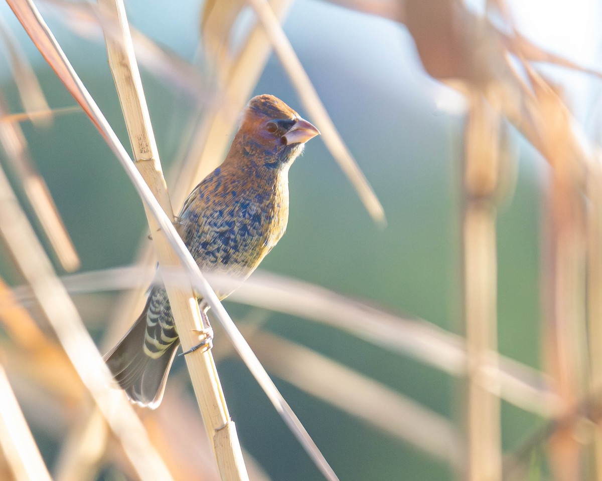 Blue Grosbeak - ML627787225