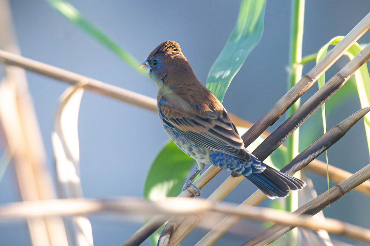 Blue Grosbeak - ML627787226