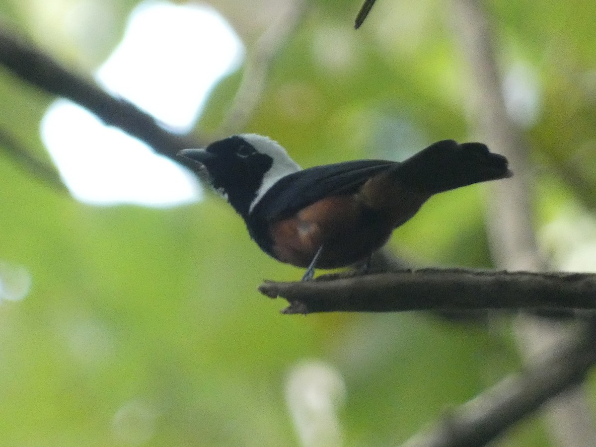 White-capped Monarch - ML627787269