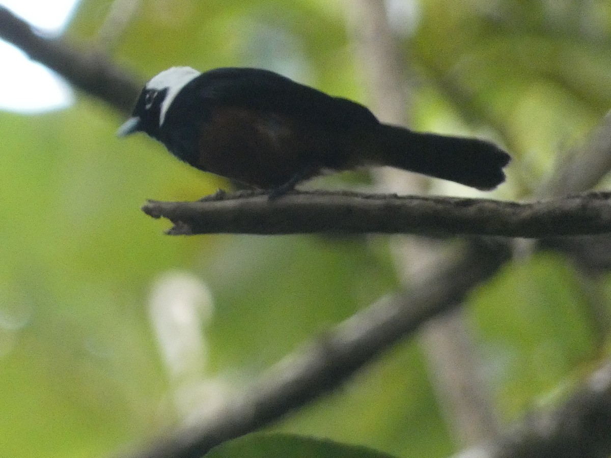 White-capped Monarch - ML627787270