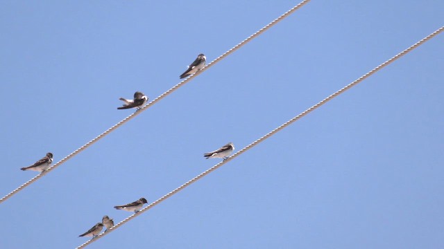 Tree Martin - ML627787282