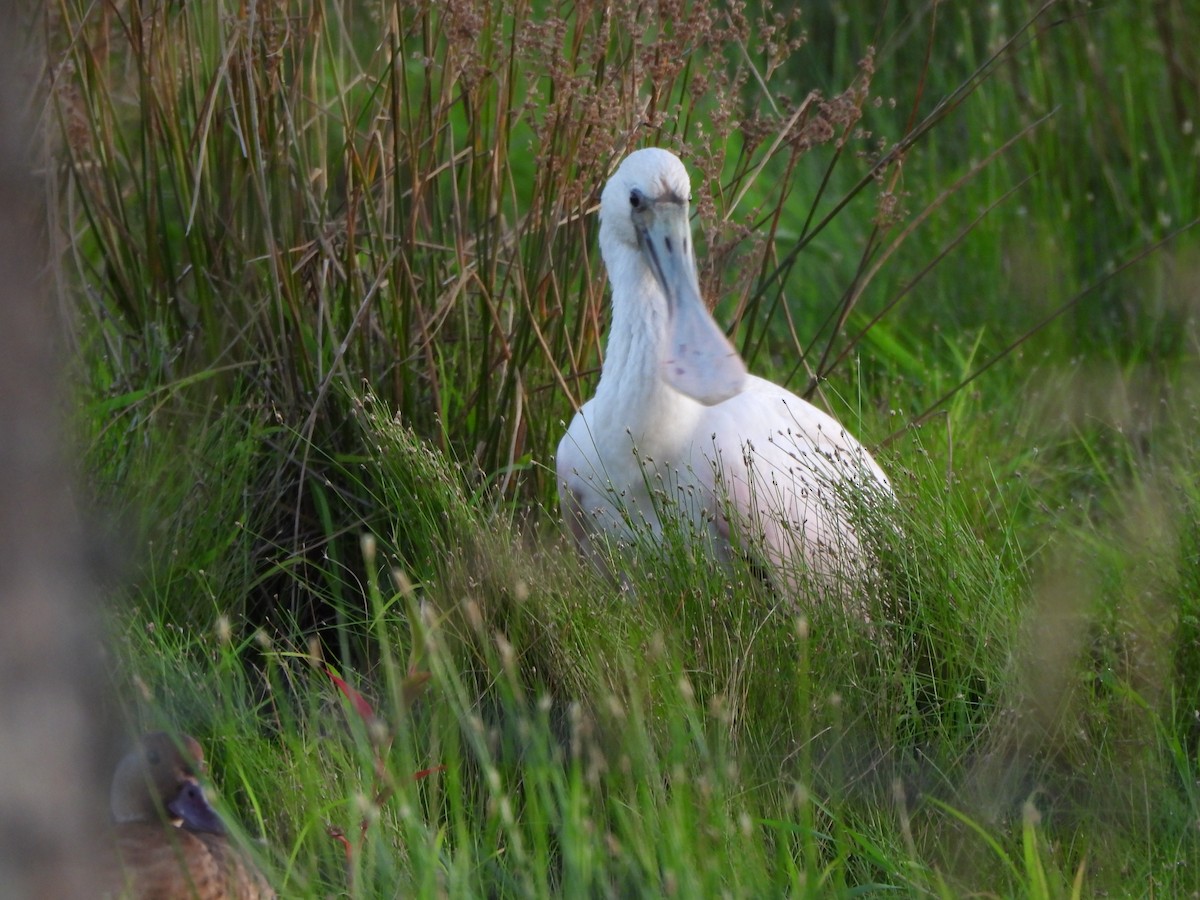 Roseate Spoonbill - ML627787301