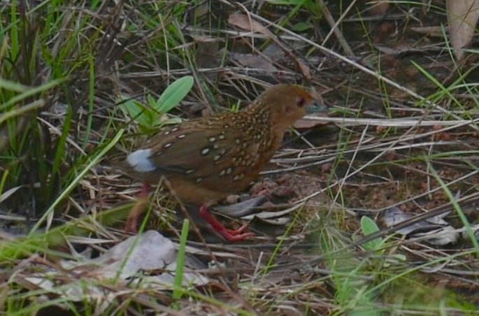 Ocellated Crake - ML62778731