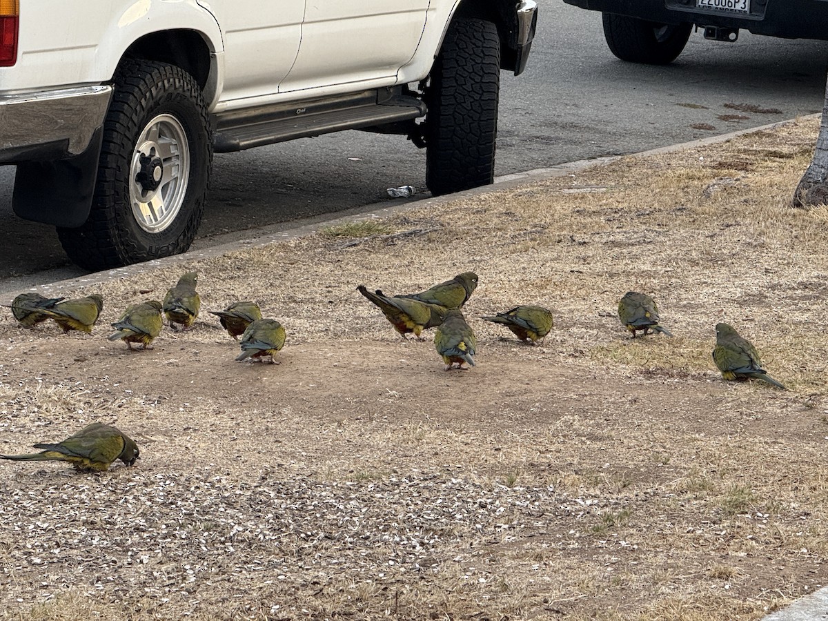 Conure de Patagonie - ML627787310