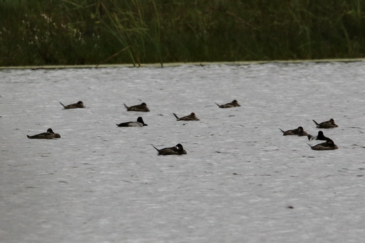 Lesser Scaup - ML627787325