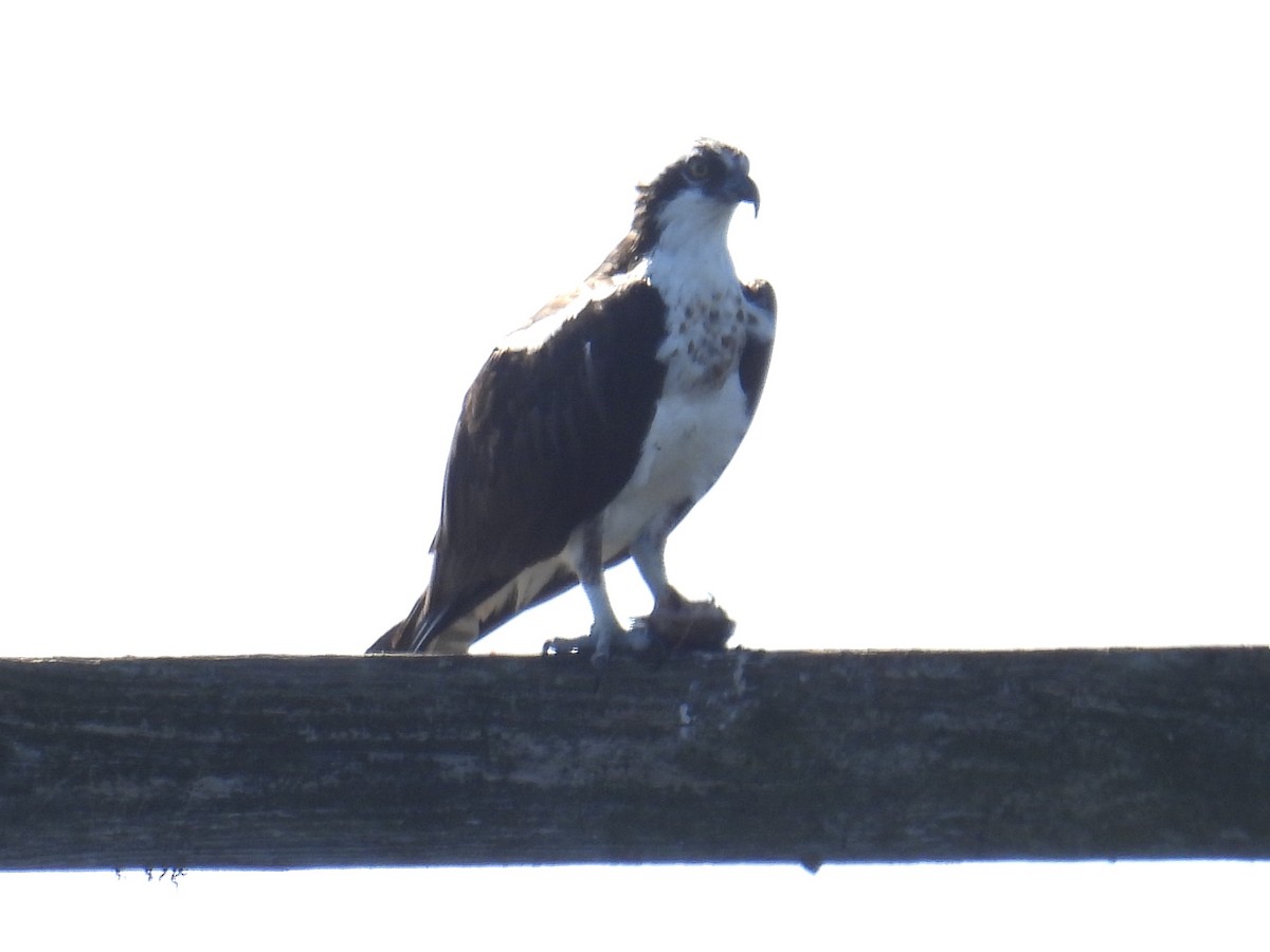 Águila Pescadora - ML627787351