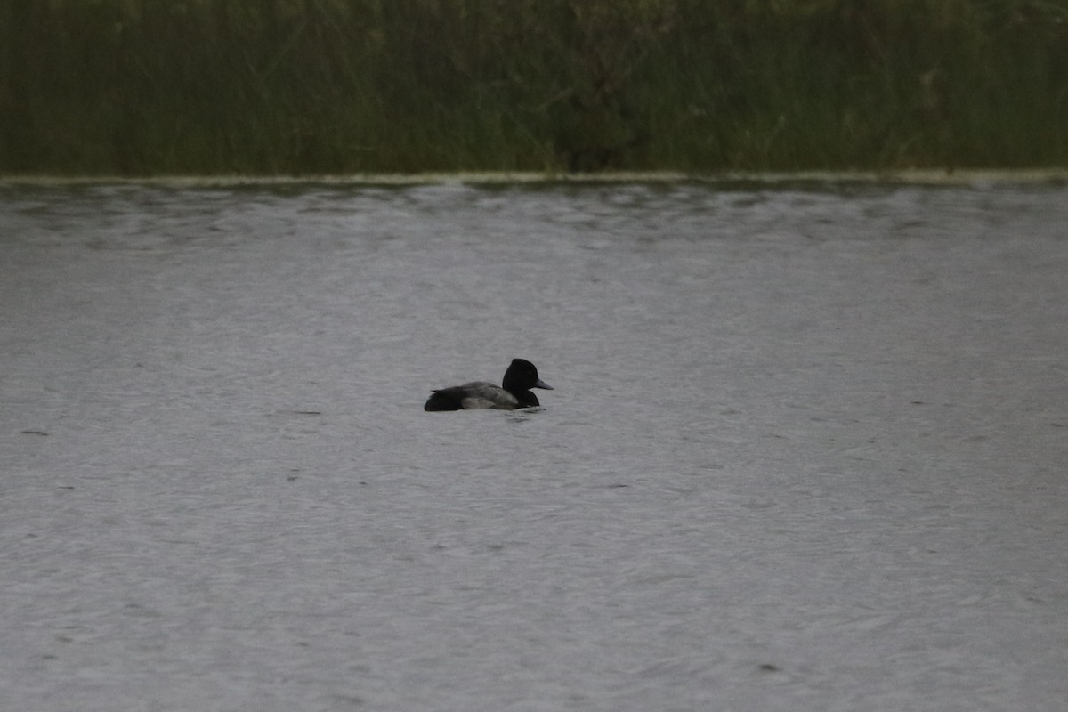 Lesser Scaup - ML627787363