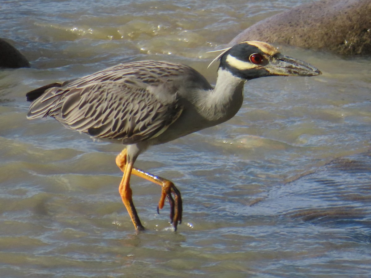 Yellow-crowned Night Heron - ML627787375