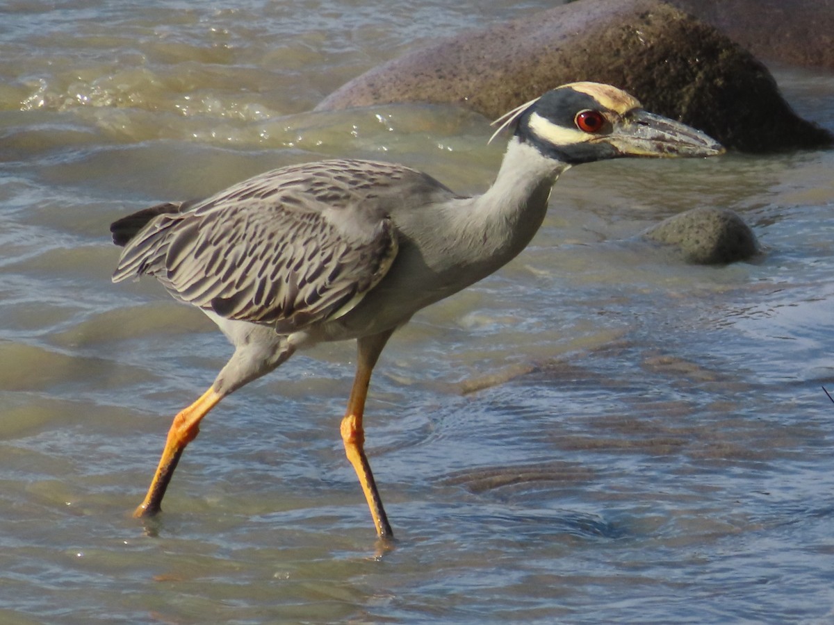 Yellow-crowned Night Heron - ML627787376