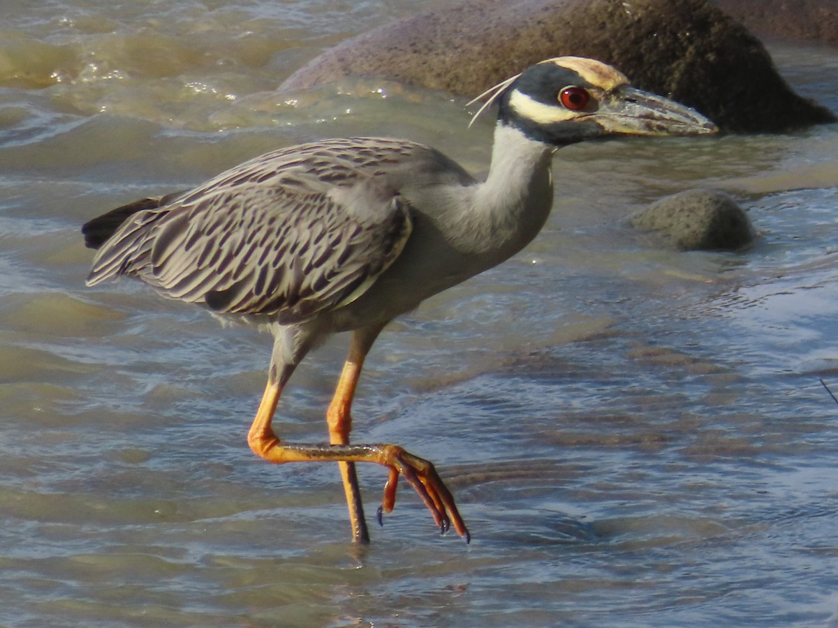 Yellow-crowned Night Heron - ML627787377