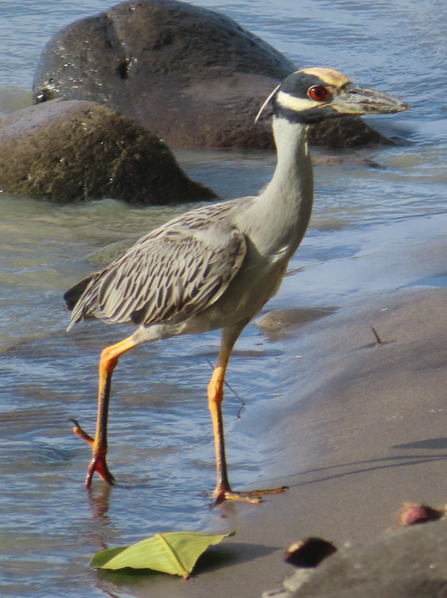 Yellow-crowned Night Heron - ML627787378