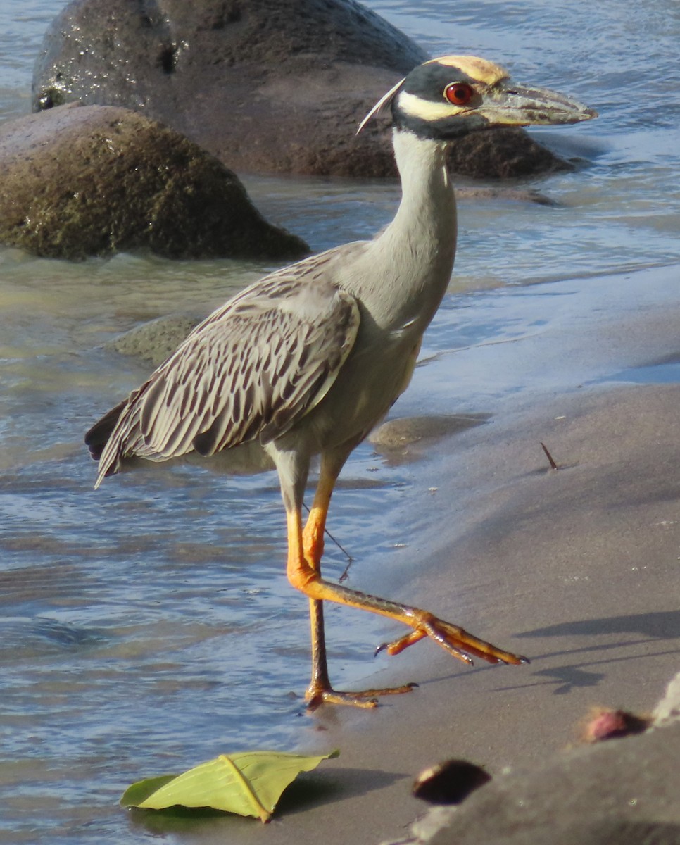 Yellow-crowned Night Heron - ML627787379