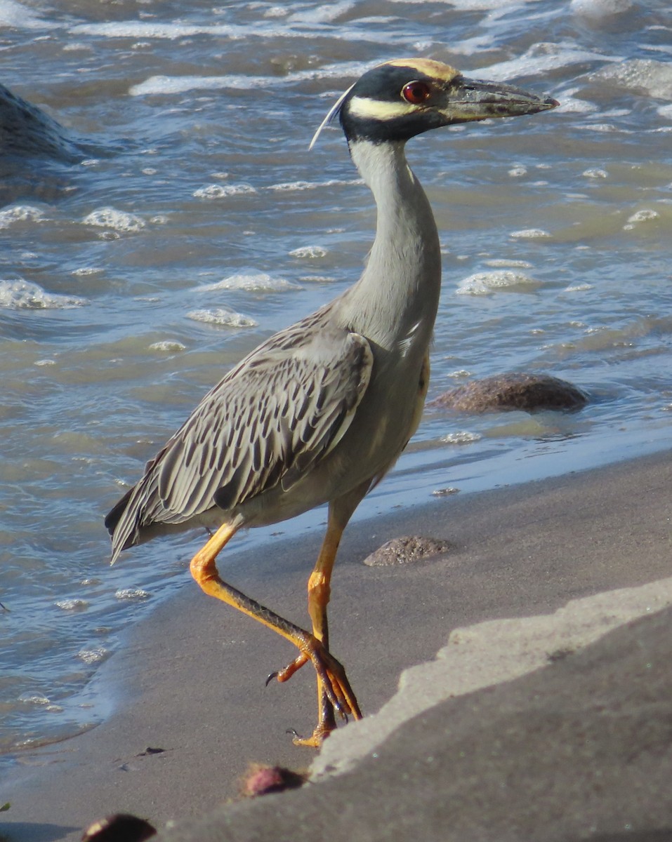 Yellow-crowned Night Heron - ML627787380