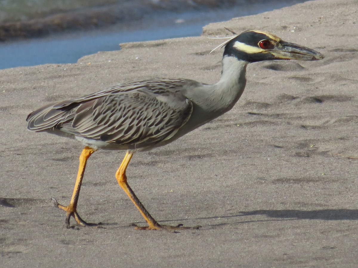 Yellow-crowned Night Heron - ML627787381