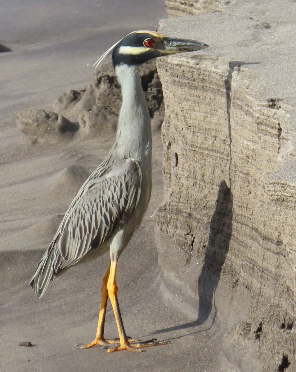 Yellow-crowned Night Heron - ML627787382