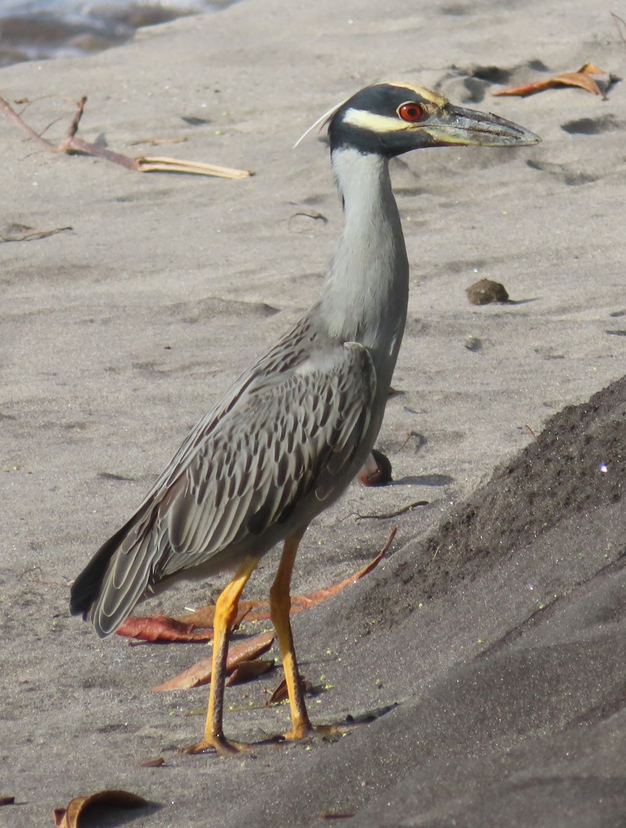 Yellow-crowned Night Heron - ML627787384