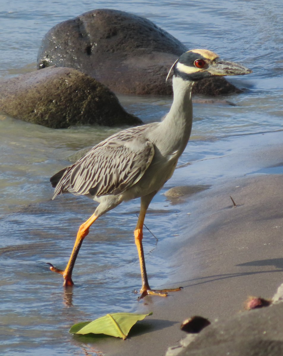 Yellow-crowned Night Heron - ML627787385