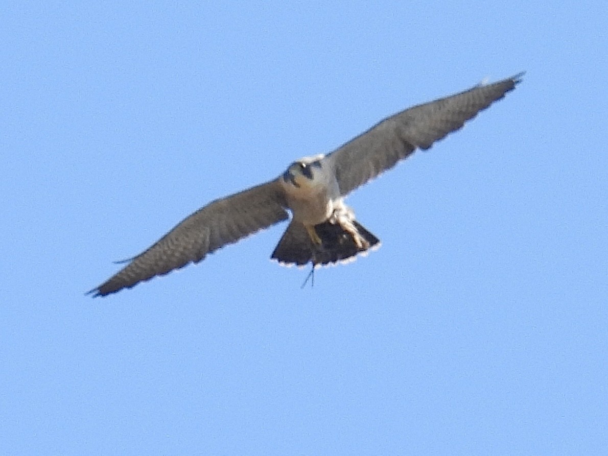 Halcón Peregrino - ML627787394