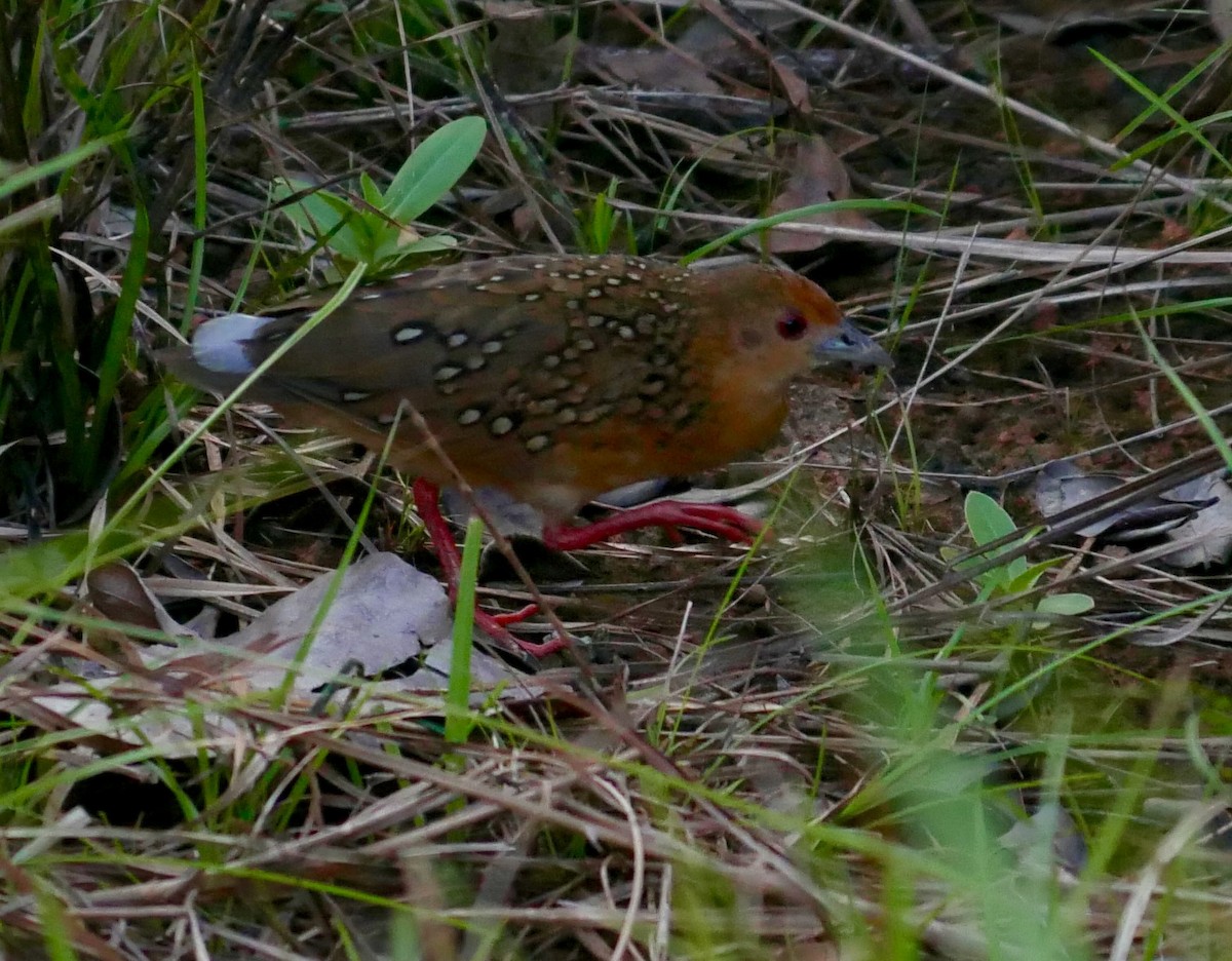 Ocellated Crake - ML62778741