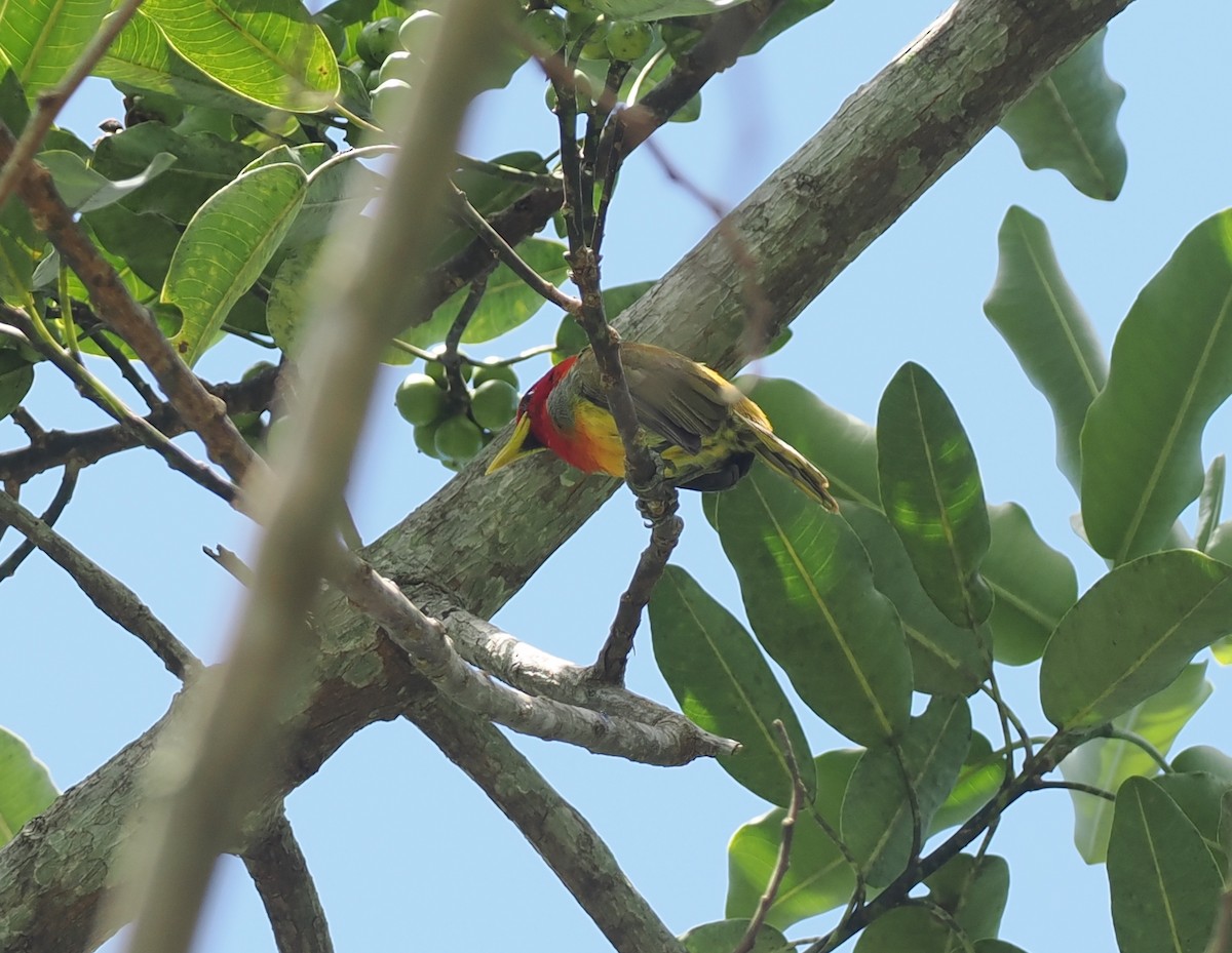 Scarlet-hooded Barbet - ML627787412