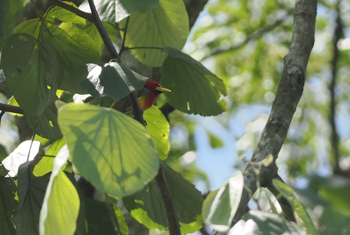 Scarlet-hooded Barbet - ML627787417