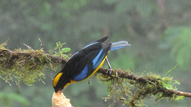 Blue-winged Mountain Tanager - ML627787422