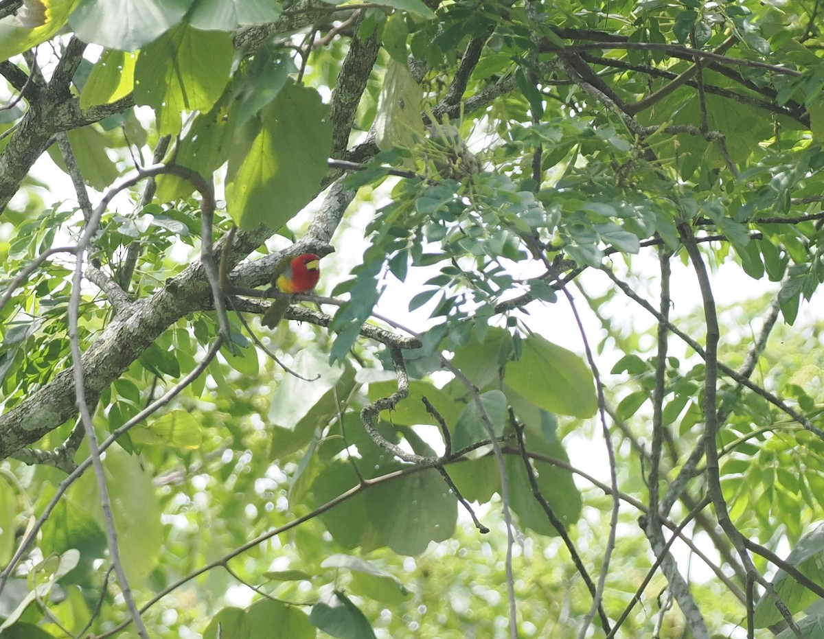 Scarlet-hooded Barbet - ML627787425