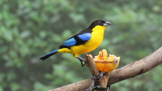 Blue-winged Mountain Tanager - ML627787429