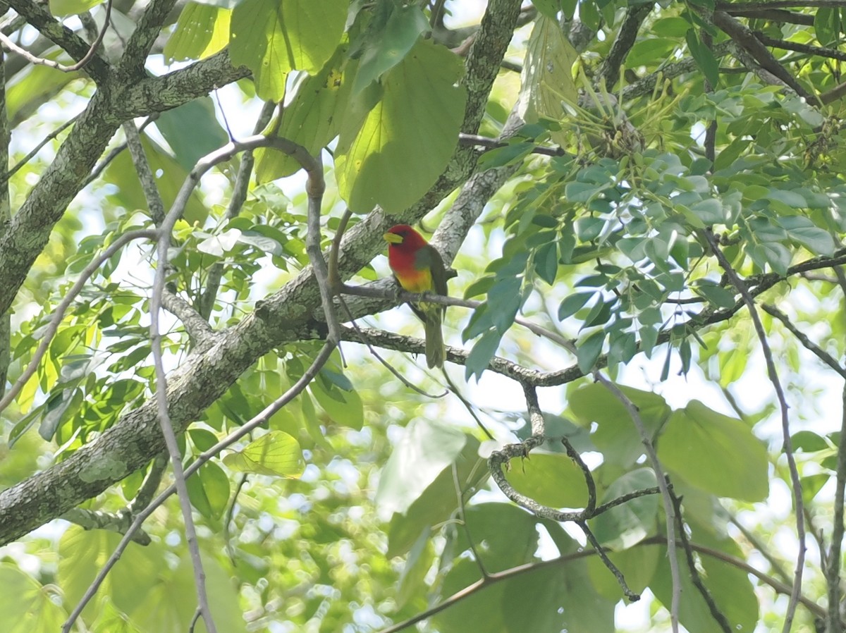 Scarlet-hooded Barbet - ML627787435
