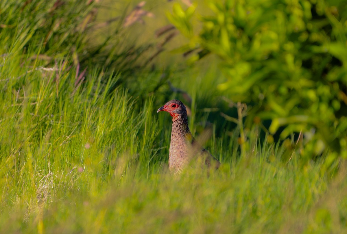 Swainson's Spurfowl - ML627787463