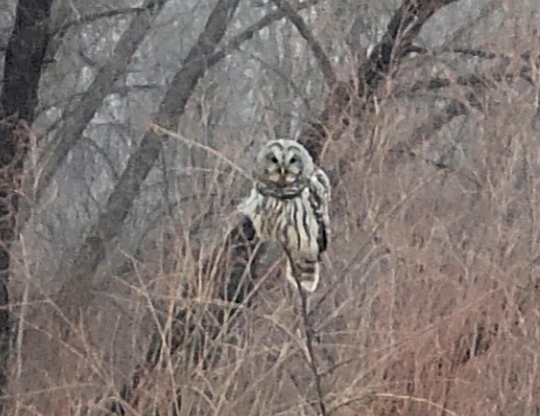 アメリカフクロウ - ML627787467