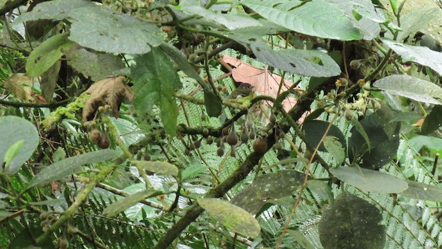 Marble-faced Bristle-Tyrant - ML627787468