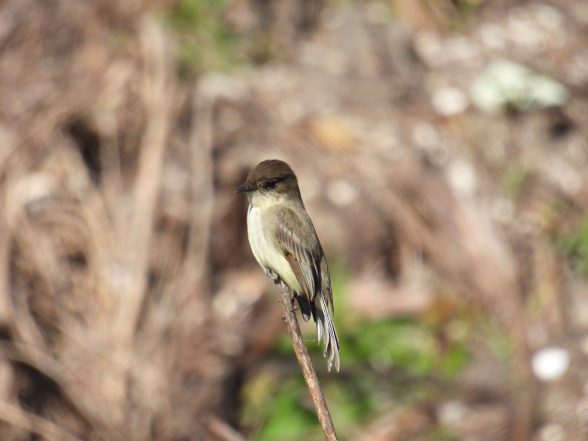 Eastern Phoebe - ML627787469