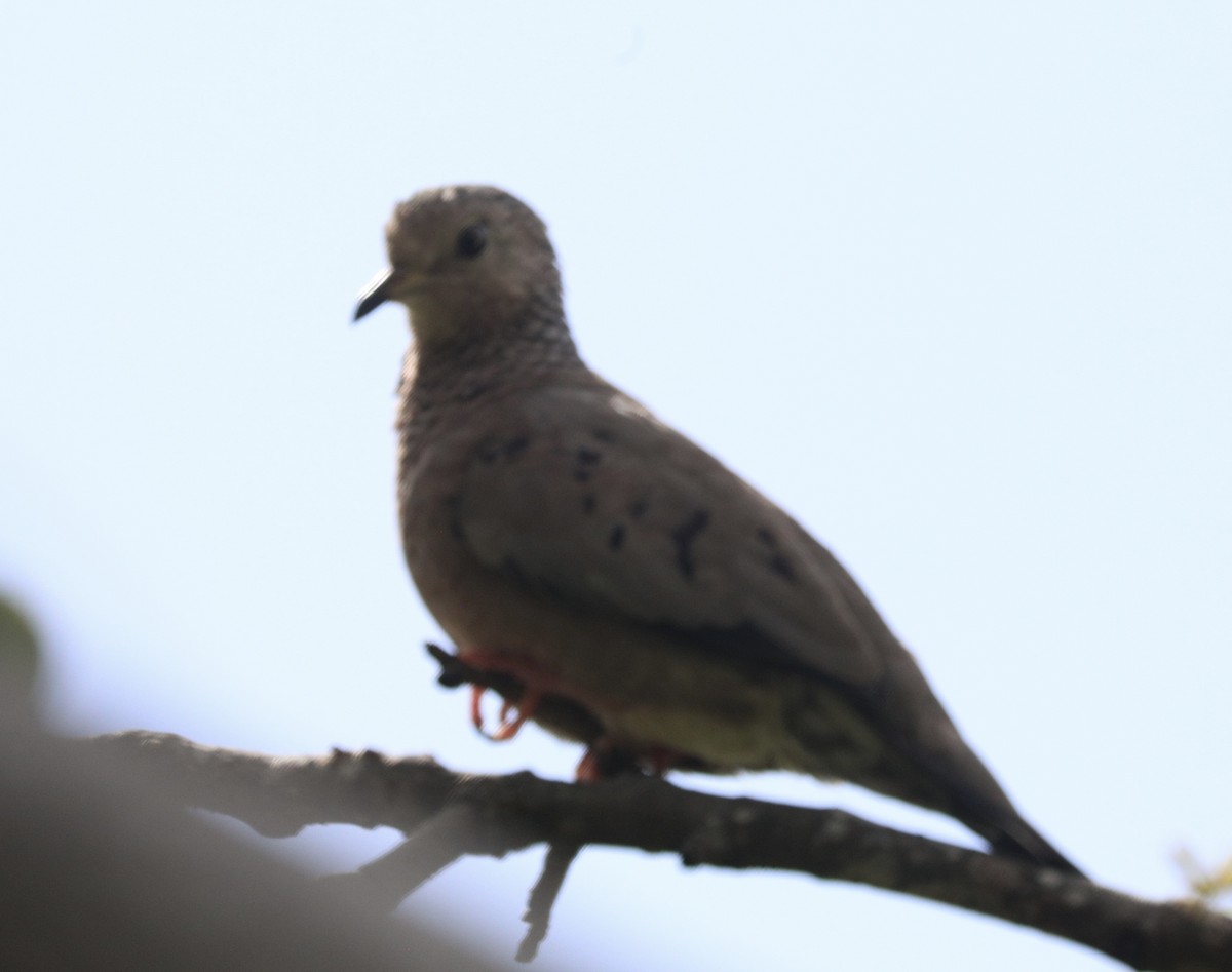 Common Ground Dove - ML627787492