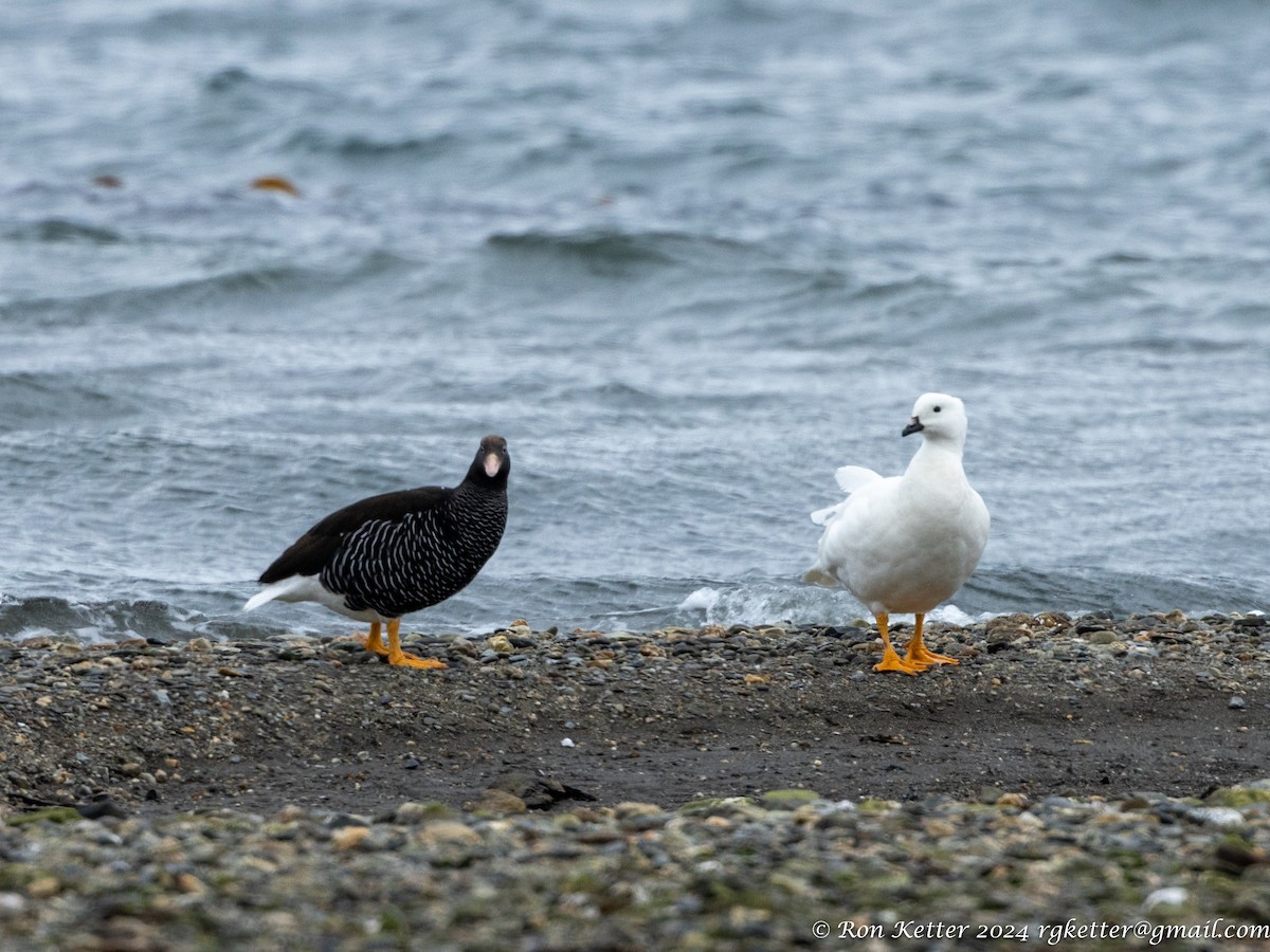 Kelp Goose - ML627787505