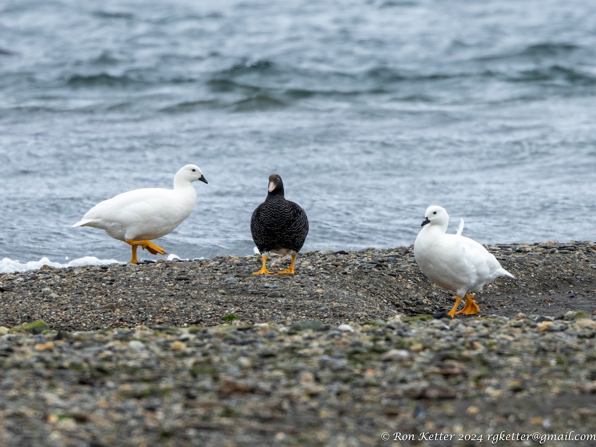 Kelp Goose - ML627787506