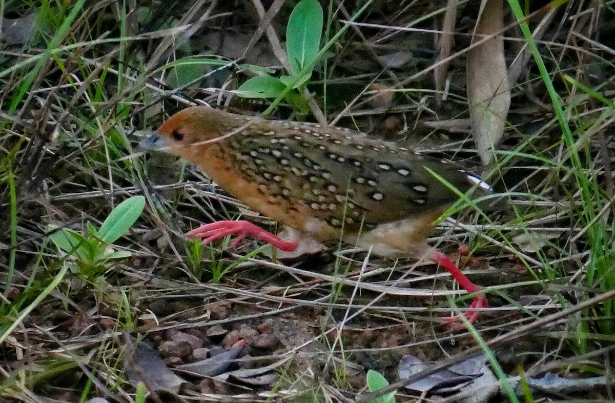 Ocellated Crake - ML62778751