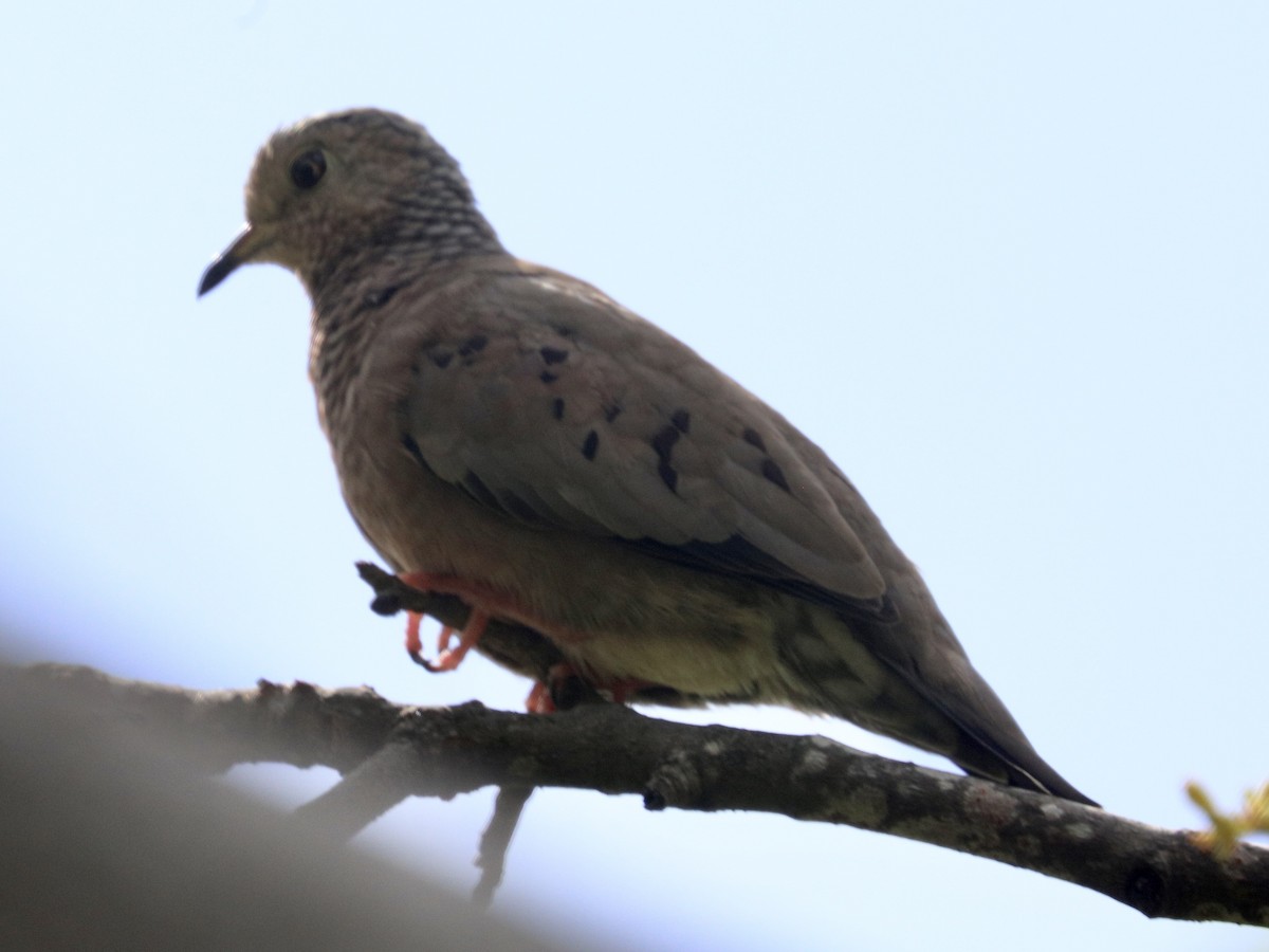 Common Ground Dove - ML627787521