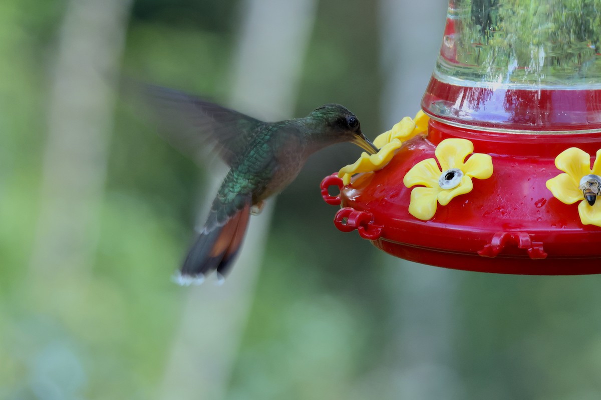 Rufous-breasted Hermit - ML627787533