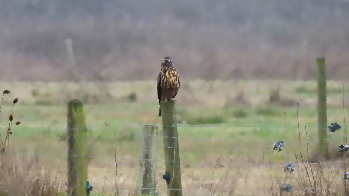 Swainson's Hawk - ML627787573