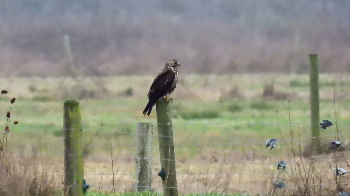 Swainson's Hawk - ML627787574