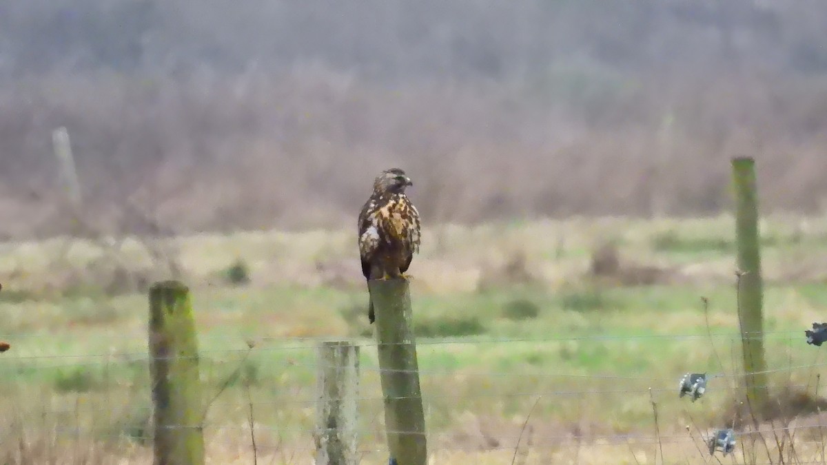 Swainson's Hawk - ML627787575