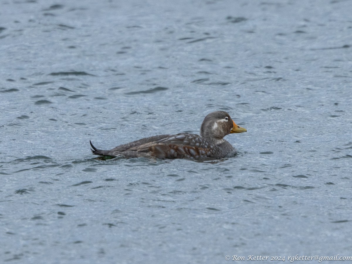 Flying Steamer-Duck - ML627787581