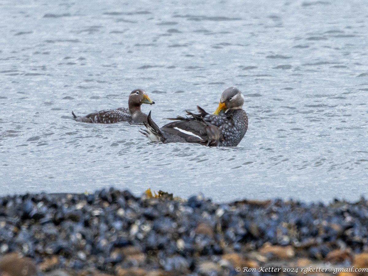 Flying Steamer-Duck - ML627787582