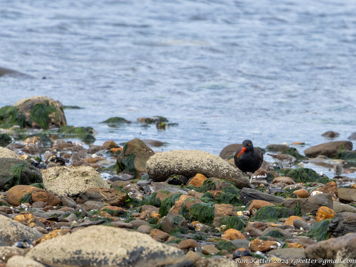 Blackish Oystercatcher - ML627787607