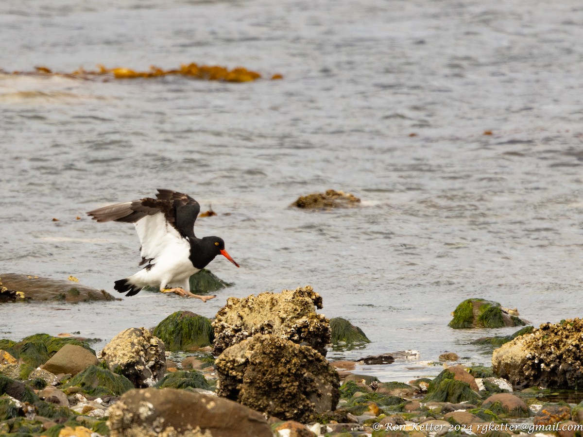 Magellanic Oystercatcher - ML627787618