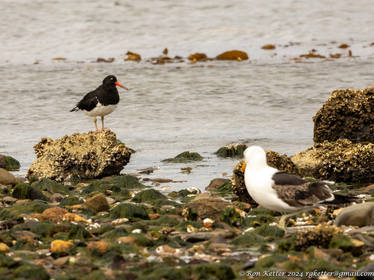 Magellanic Oystercatcher - ML627787621